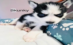 Siberian Husky dogs for sale: Skunky - Image 1