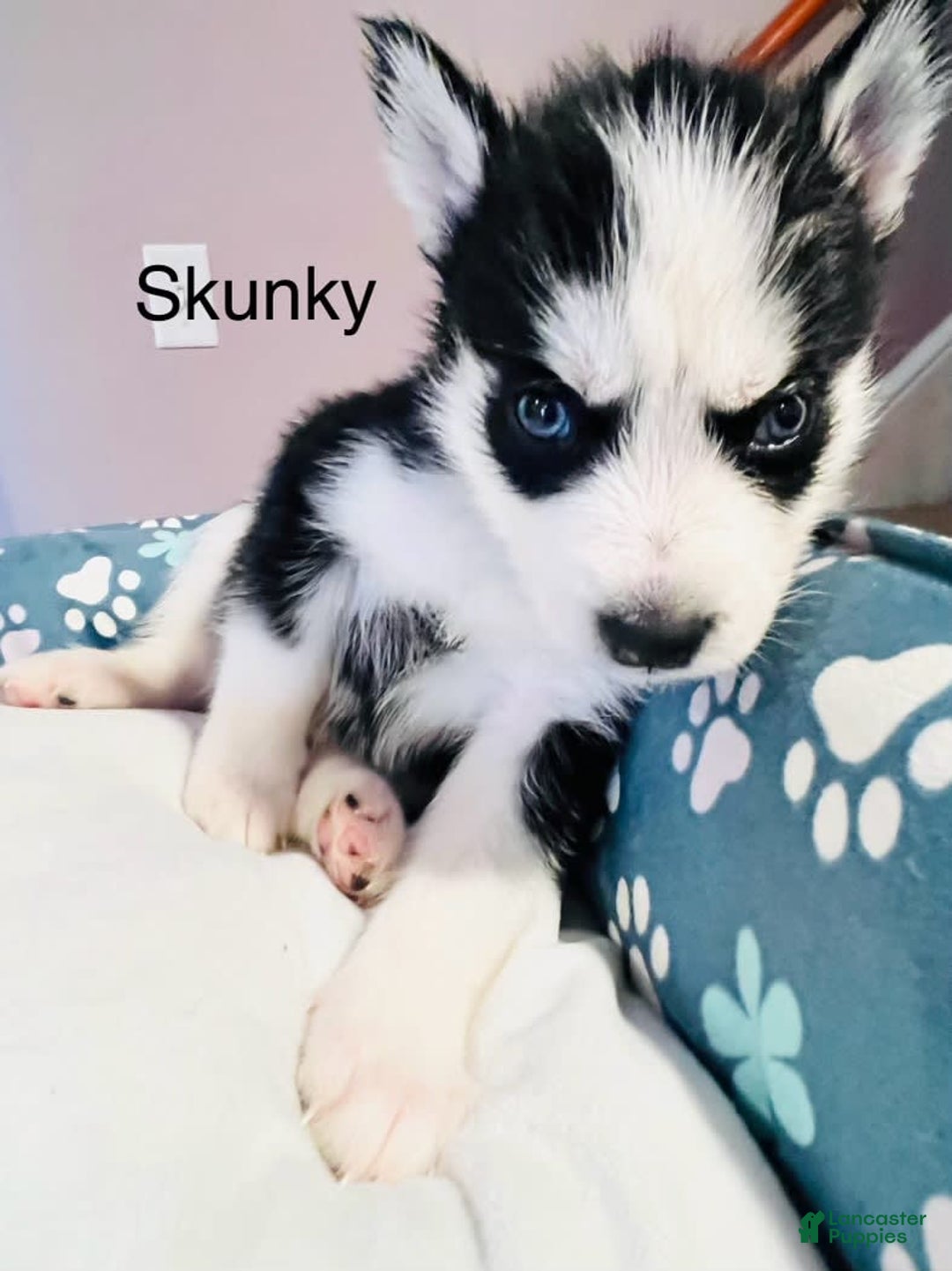 Siberian Husky dogs for sale: Skunky - Image 1