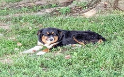 Miniature Australian Shepherd dogs for sale: Athena - Image 6
