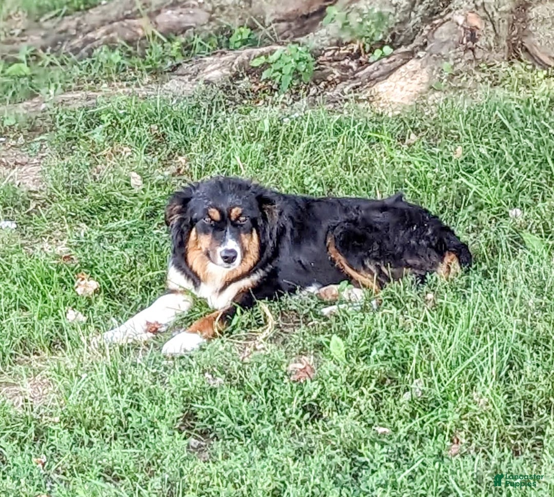 Miniature Australian Shepherd dogs for sale: Athena - Image 6