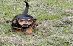 Miniature Dachshund dogs for sale: Lilly - Image 1