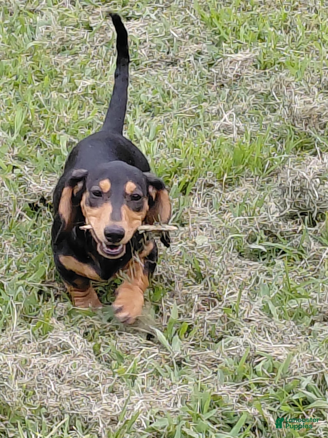 Miniature Dachshund dogs for sale: Lilly - Image 1