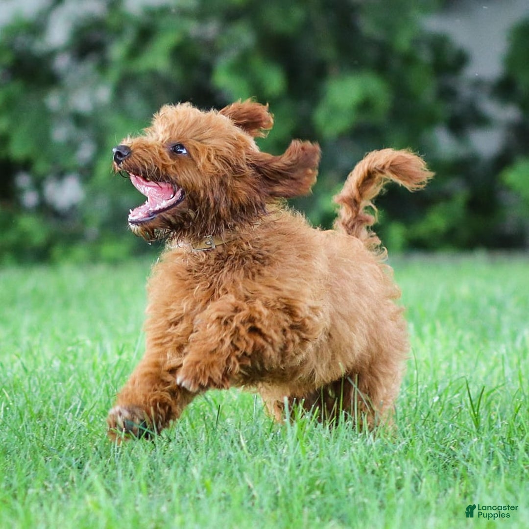Goldendoodle dogs for sale: Ashley - Image 5