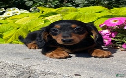 Dachshund dogs for sale: Dustin - Image 1