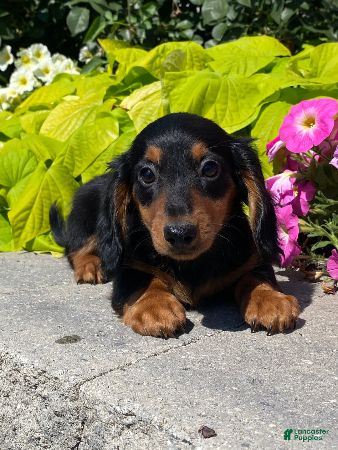 Dachshund dogs for sale: Dustin - Image 1