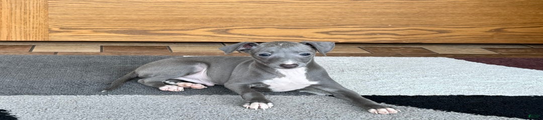 Cj