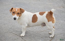 Jack Russell Terrier dogs for sale: Sugar - Image 5