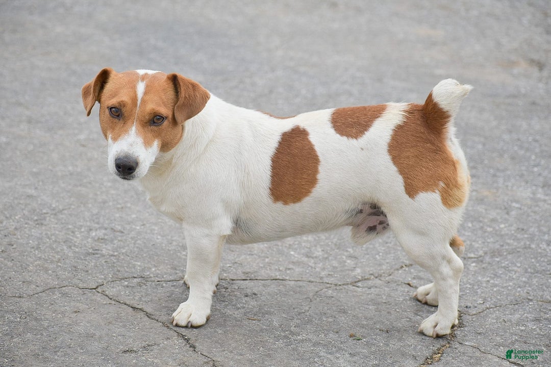 Jack Russell Terrier dogs for sale: Sugar - Image 5