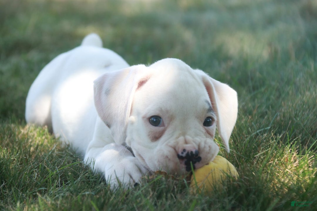 Boxer dogs for sale: Sadie - Image 9