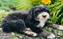 Bernedoodle dogs for sale: Camper - Image 8