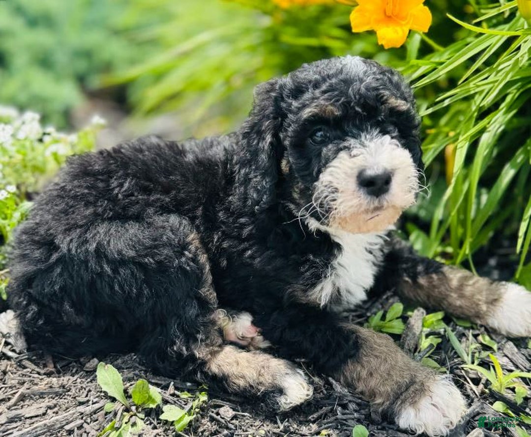 Bernedoodle dogs for sale: Camper - Image 8