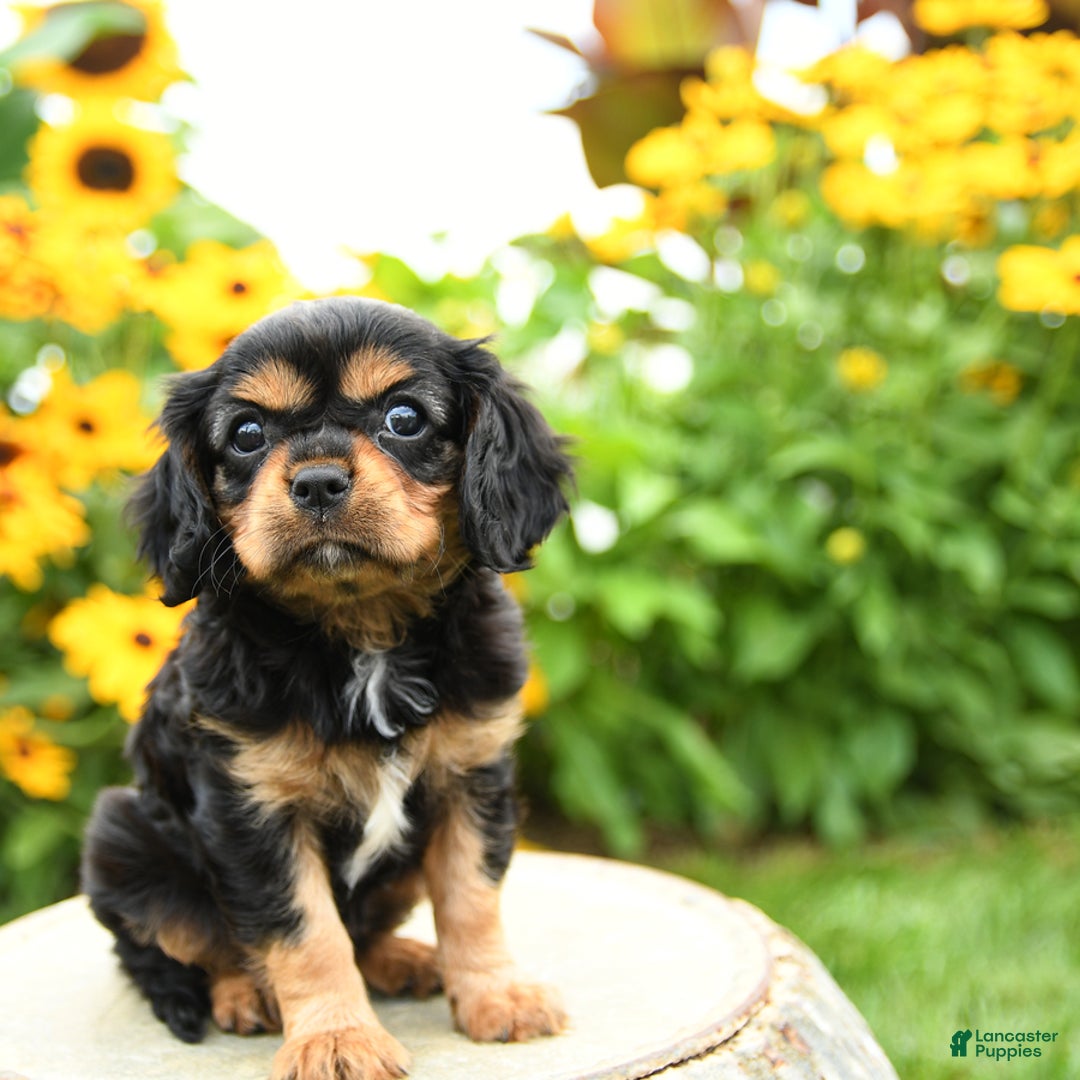 Cavalier King Charles Spaniel dogs for sale: Maddie - Image 7