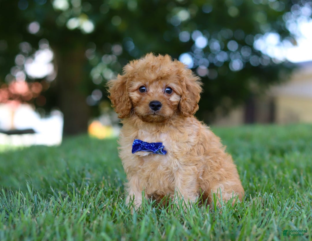 Cavapoo dogs for sale: Cavapoo 5 puppies - Image 2