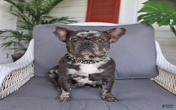 French Bulldog dogs for sale: Luna - Image 6