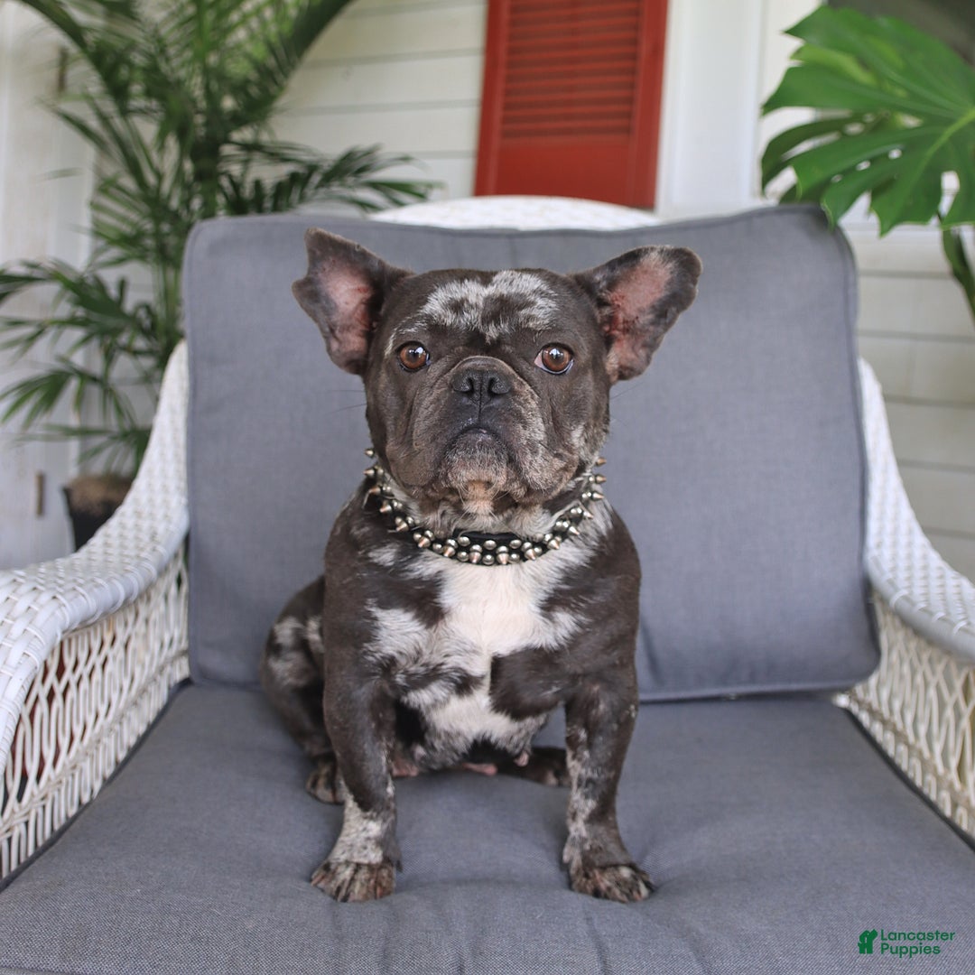 French Bulldog dogs for sale: Luna - Image 6