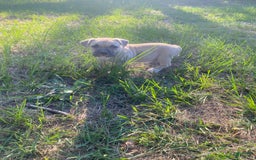 American Bully dogs for sale: China - Image 6