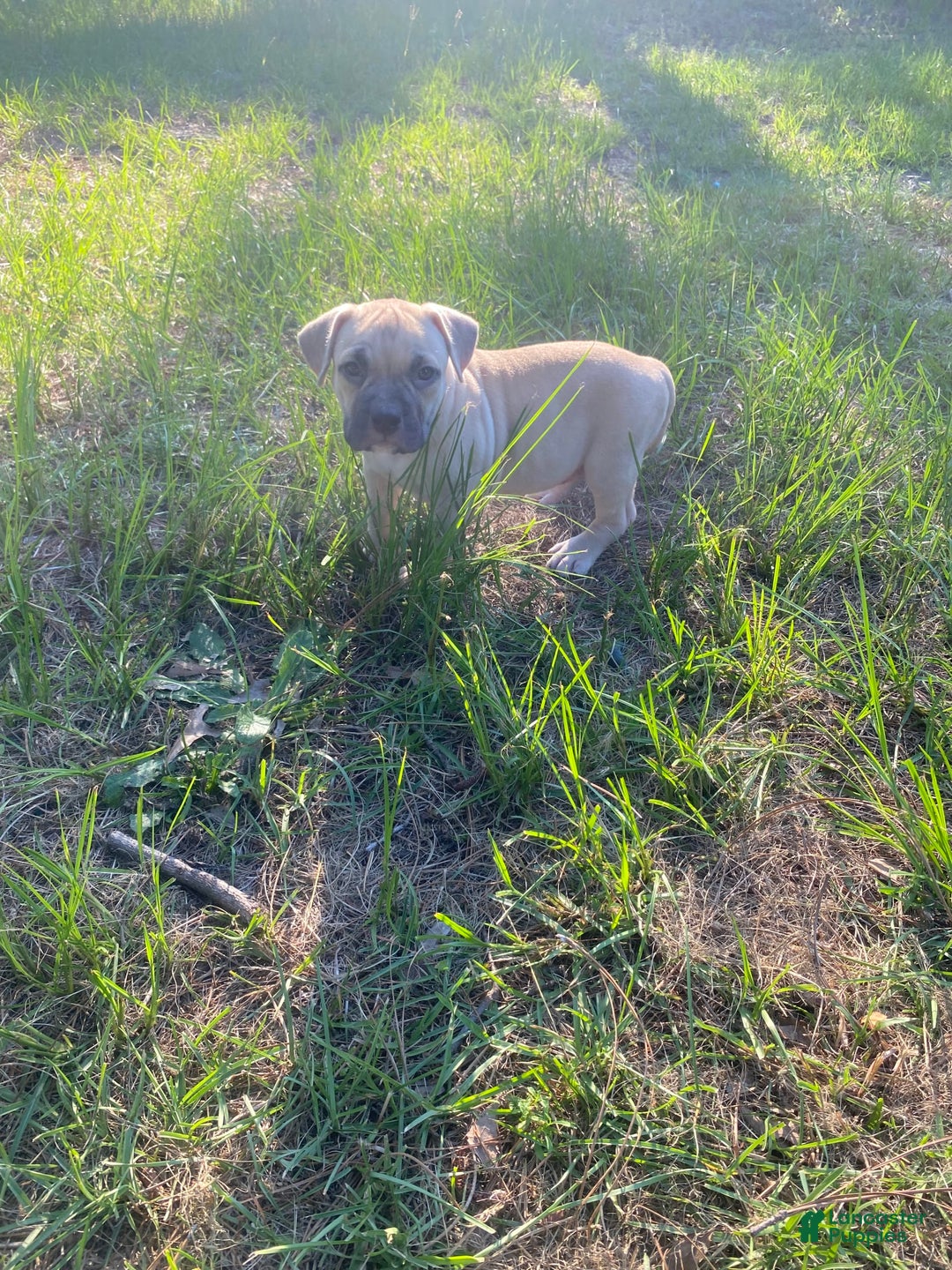 American Bully dogs for sale: China - Image 6