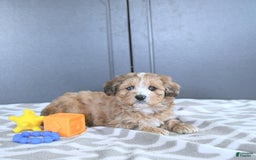 Mini Bernedoodle dogs for sale: Karter - Image 3