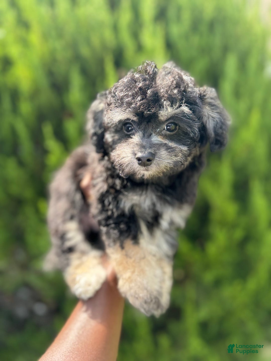 Bichpoo dogs for sale: Cadence - Image 2