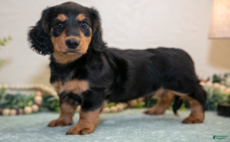Miniature Dachshund dogs for sale - Ad 2