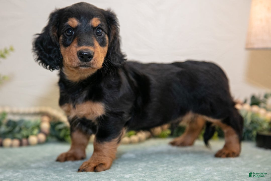 Miniature Dachshund dogs for sale: Jordan - Image 1