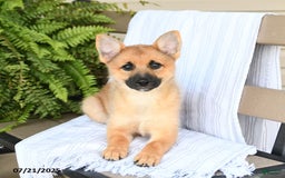Pomsky dogs for sale: Tricky - Image 2