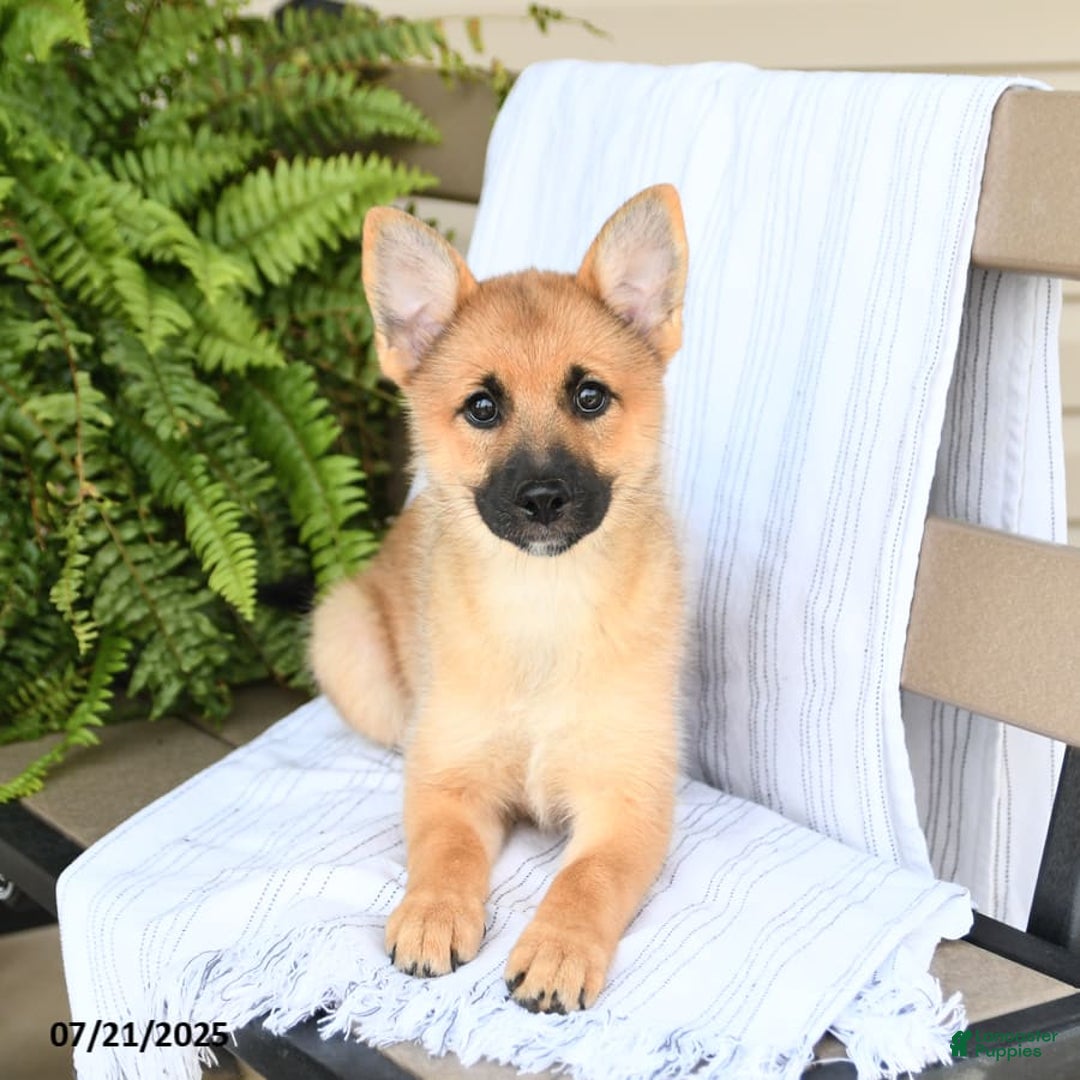 Pomsky dogs for sale: Tricky - Image 2
