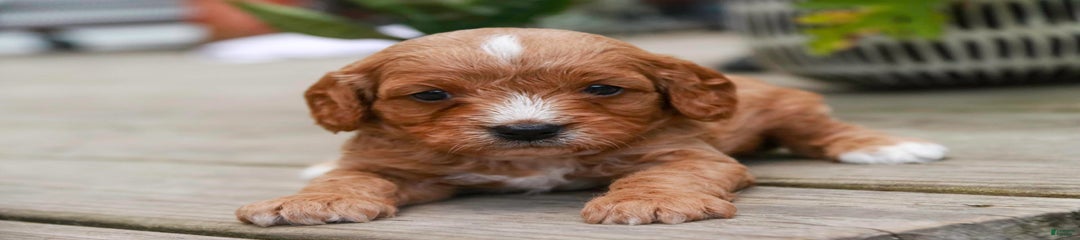 Fozzie Bear