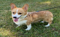 Welsh Corgi Pembroke dogs for sale: Zeke - Image 10
