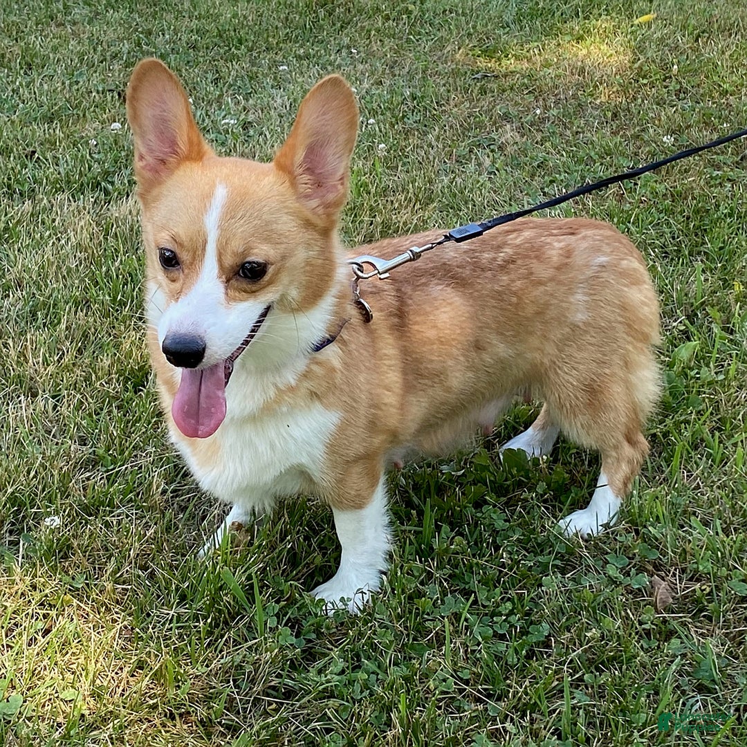 Welsh Corgi Pembroke dogs for sale: Zeke - Image 10