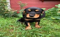Miniature Bernese Mountain Dog dogs for sale: Rose - Image 2