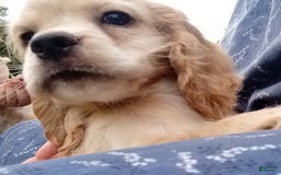 Cocker Spaniel dogs for sale: Marshmallow - Image 3
