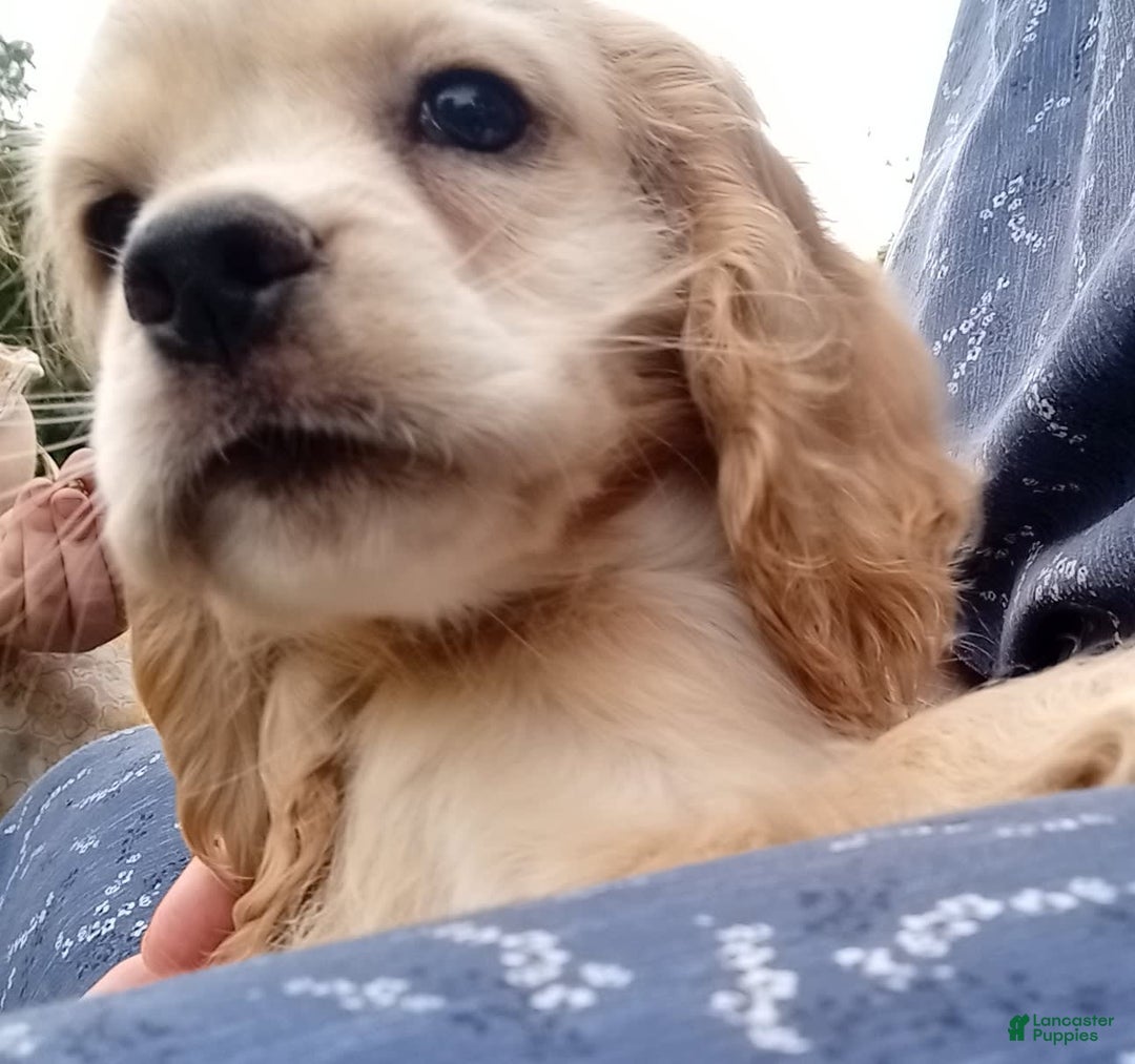 Cocker Spaniel dogs for sale: Marshmallow - Image 3