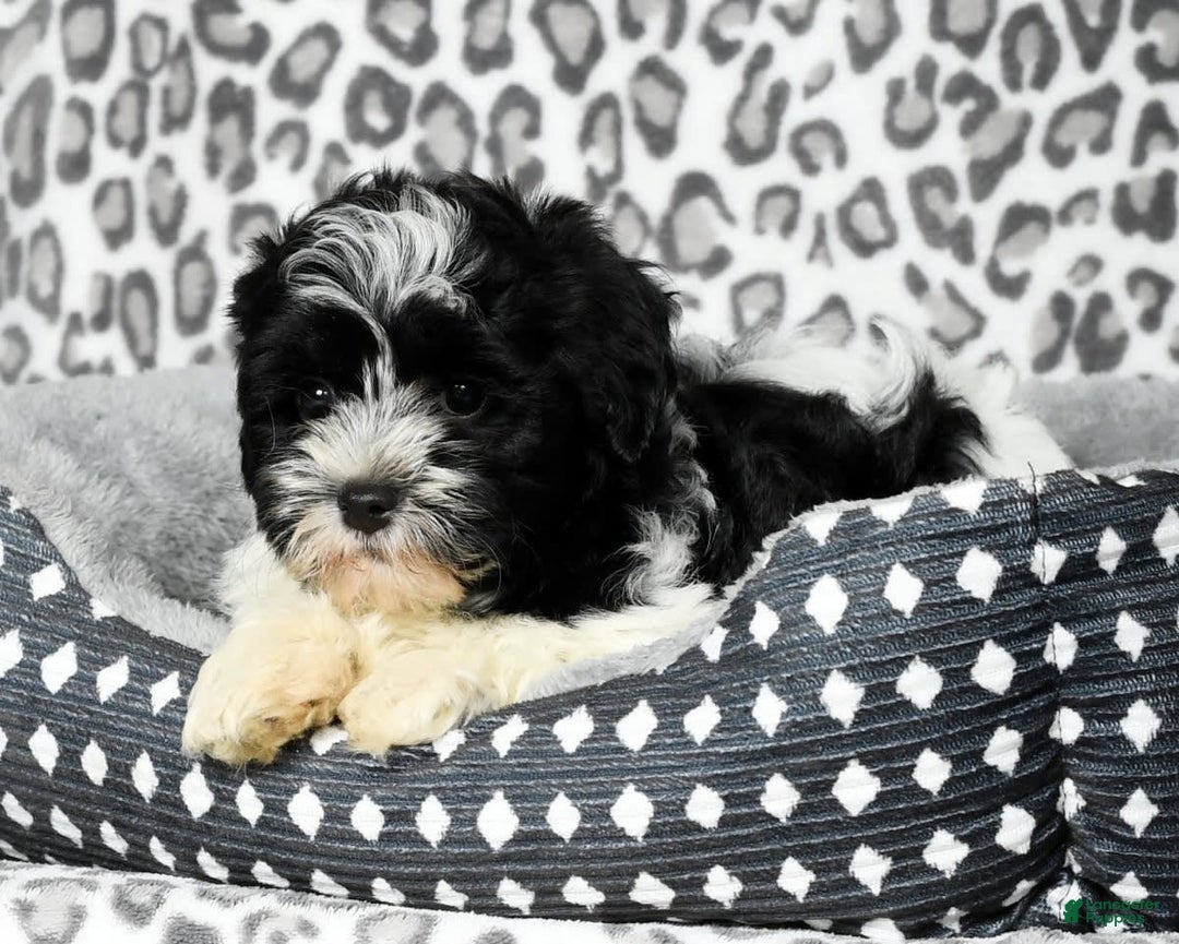 Havapoo dogs for sale: Candace - Image 1