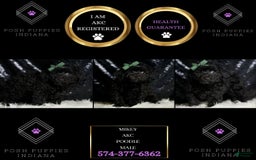Miniature Poodle dogs for sale: Mikey - Image 1