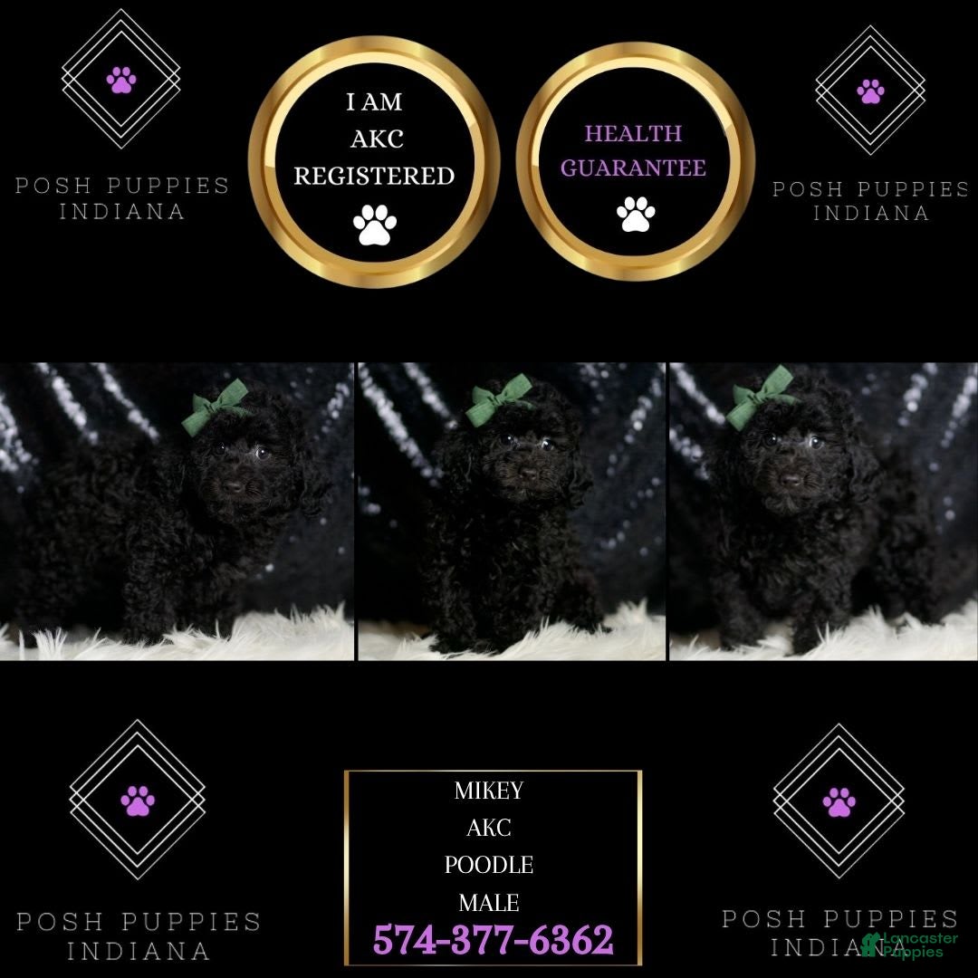 Miniature Poodle dogs for sale: Mikey - Image 1