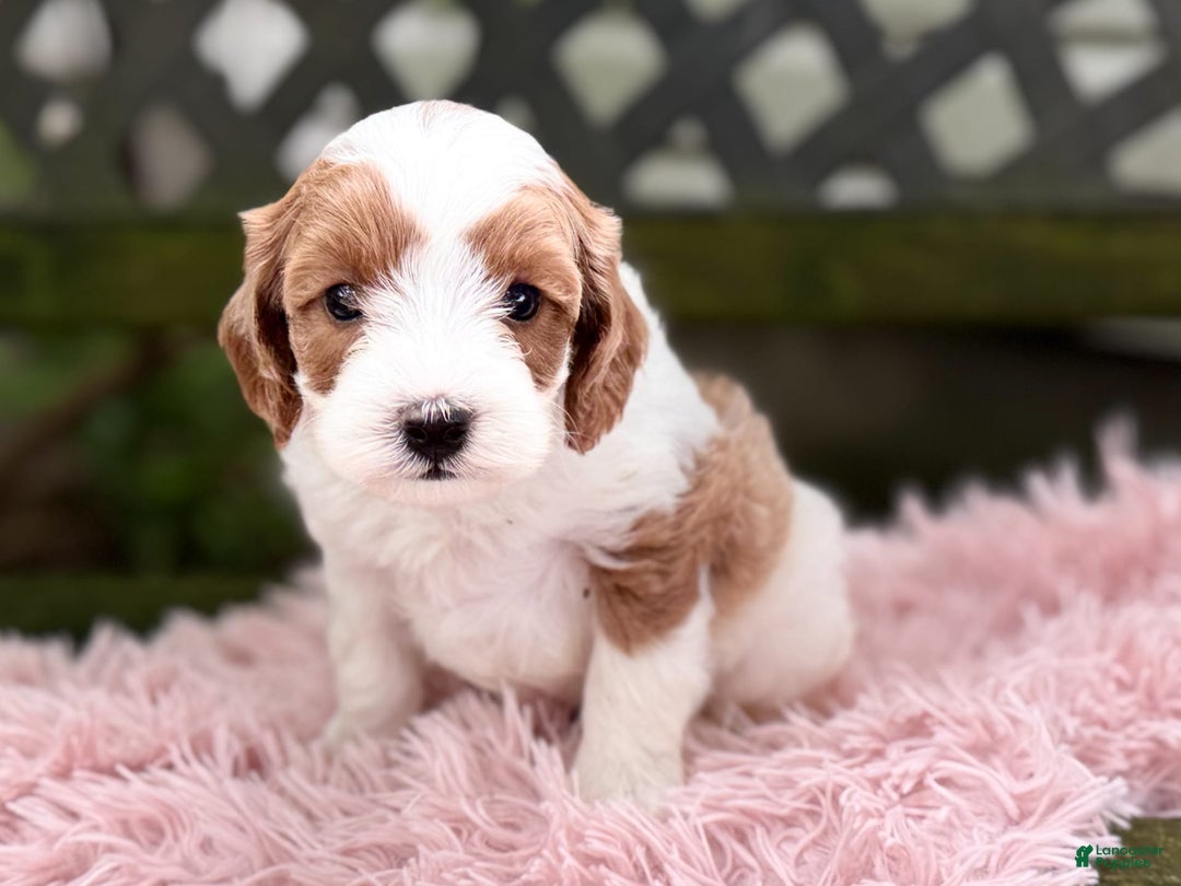 Cavapoo dogs for sale: Brady - Image 6