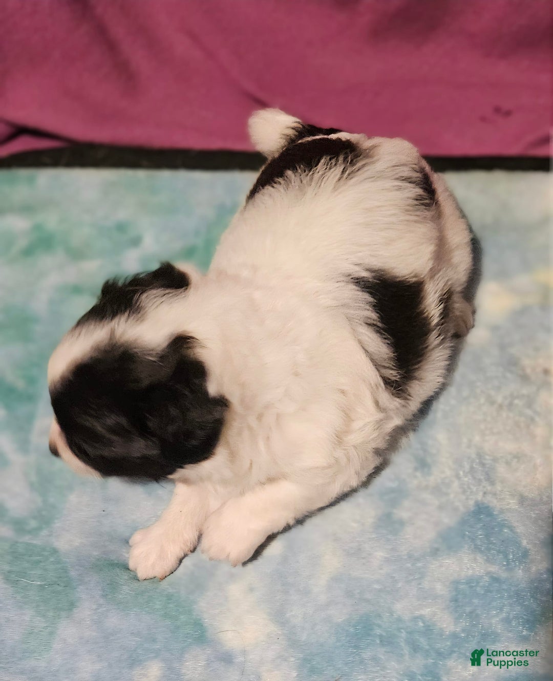 Chihuahua dogs for sale: Nix - Image 4