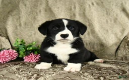 Bernese Mountain Dog dogs for sale: Felix - Image 5
