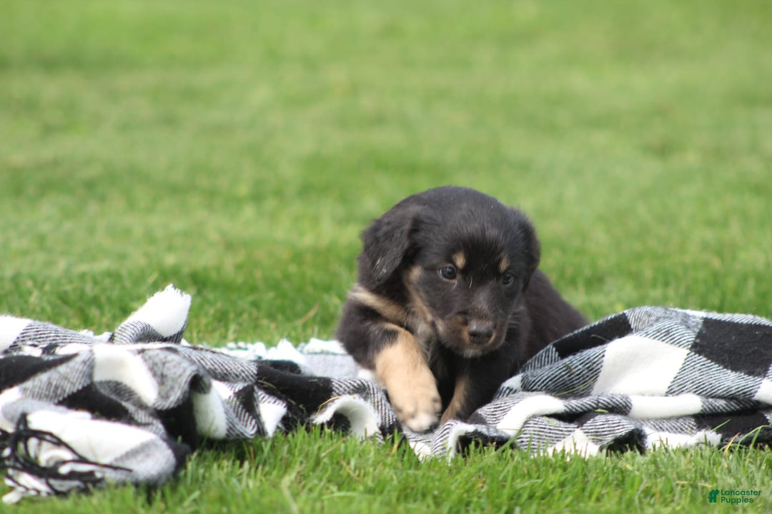 English Shepherd dogs for sale: Mocha - Image 2