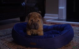 Shar Pei dogs for sale: Nior - Image 3