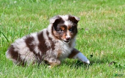 Miniature Australian Shepherd dogs for sale: Neal - Image 11