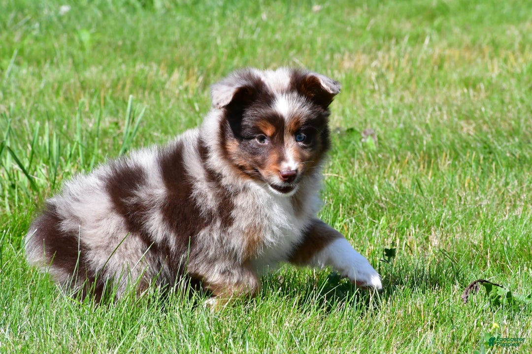 Miniature Australian Shepherd dogs for sale: Neal - Image 11