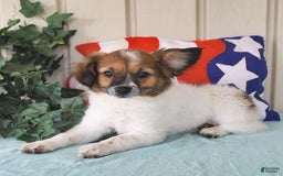 Papillon dogs for sale: Chico - Image 10