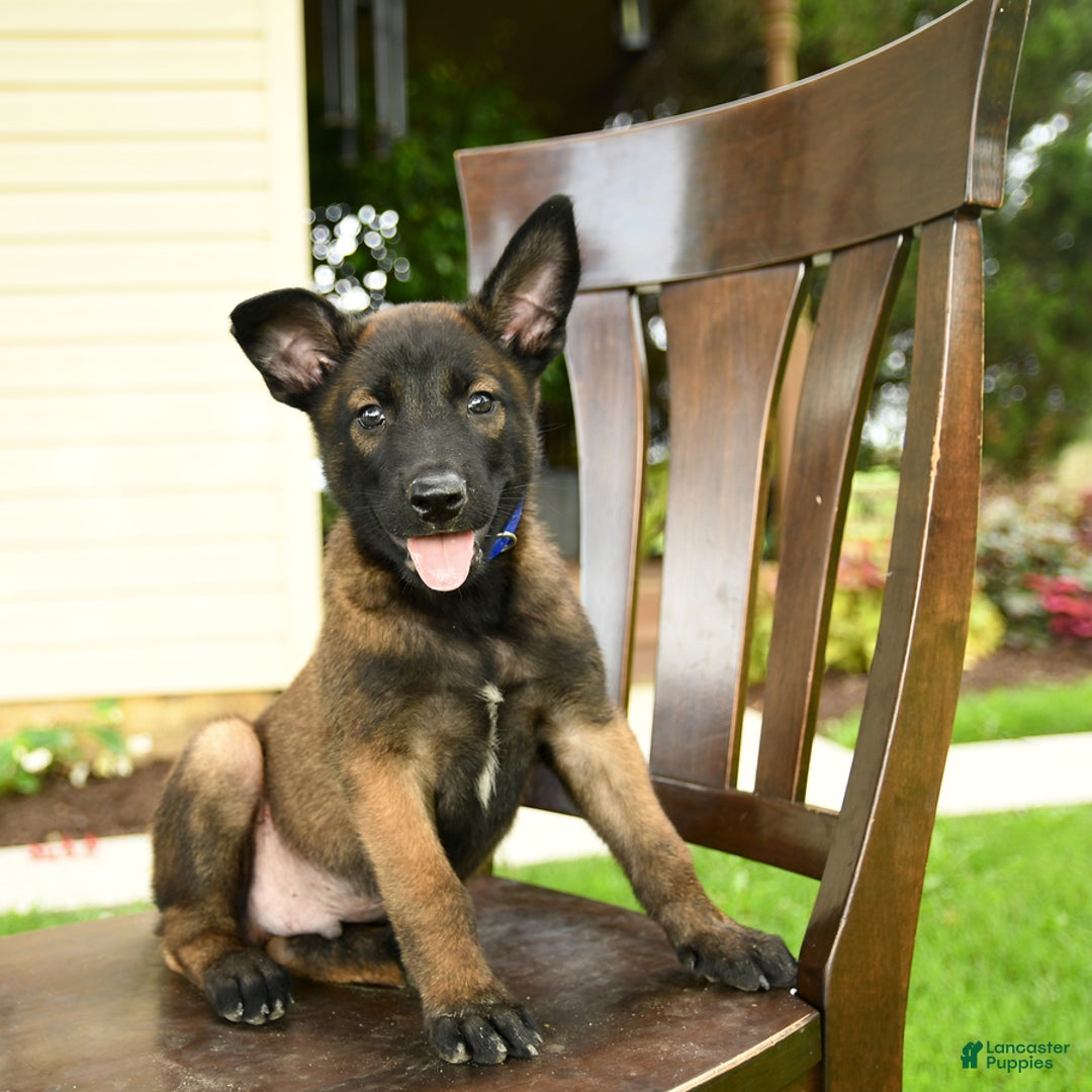 Belgian Malinois dogs for sale: Avalon - Image 1