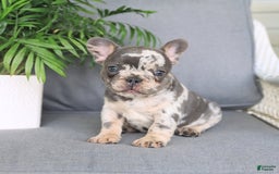 French Bulldog dogs for sale: French Bulldog 2 puppies - Image 8