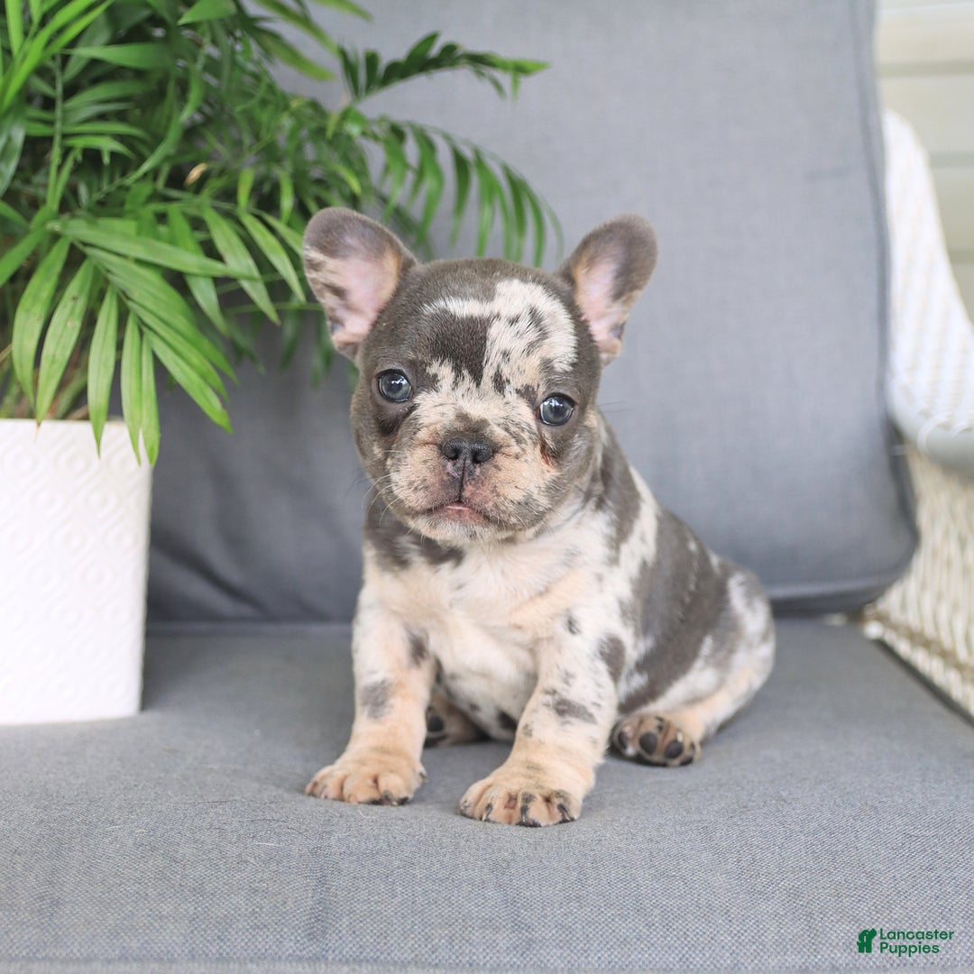French Bulldog dogs for sale: French Bulldog 2 puppies - Image 8