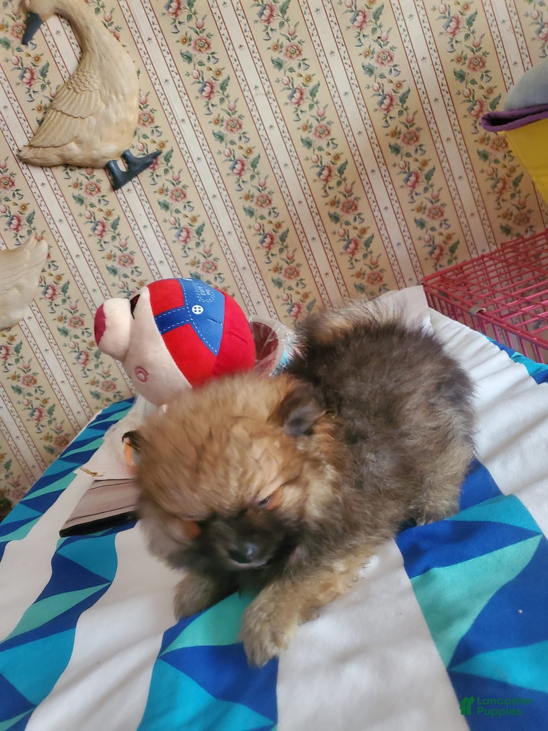 Pomeranian dogs for sale: Little Bit - Image 3