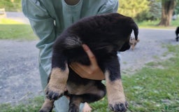 Norwegian Elkhound dogs for sale: Tulip - Image 1