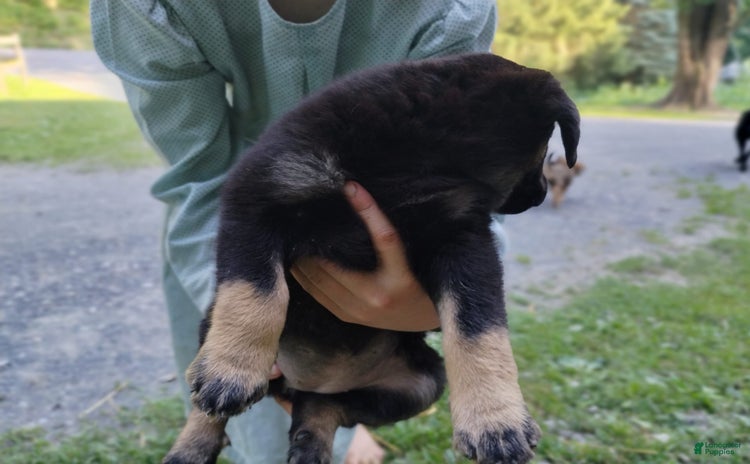 Norwegian Elkhound dogs for sale - Ad 5